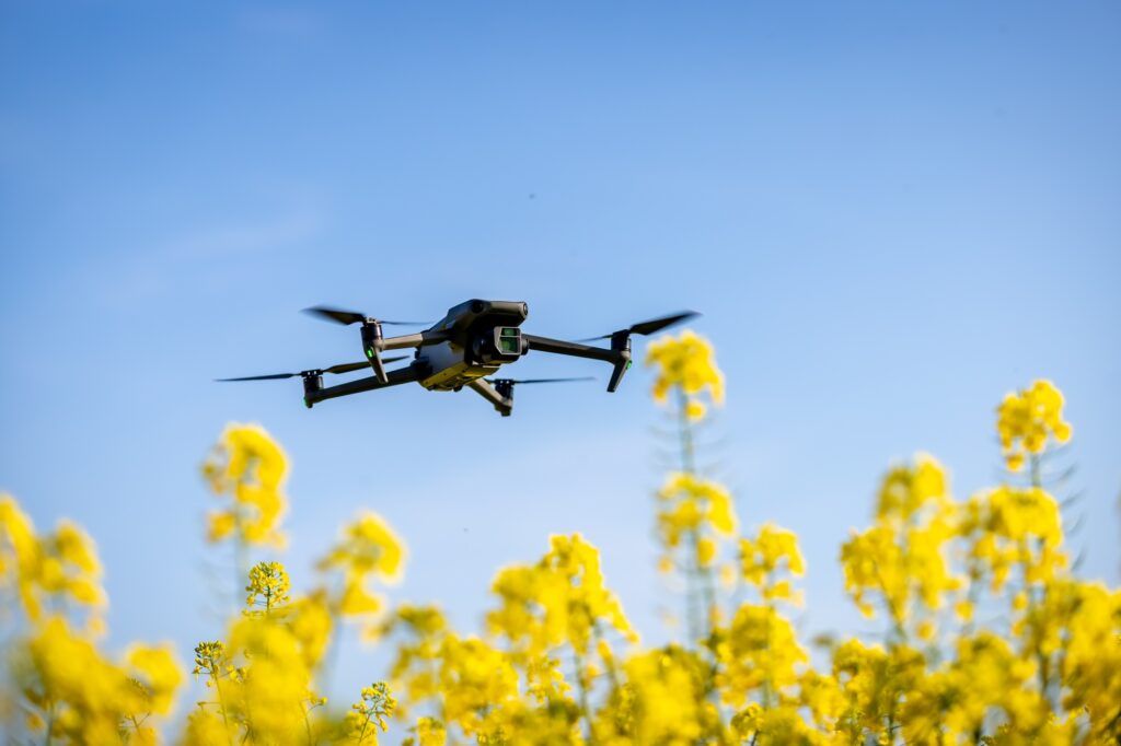 Drone Surrounded by Oilseed Crop